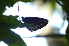 Euploea klugii