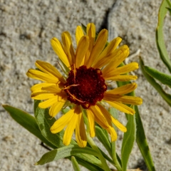 Gaillardia multiceps