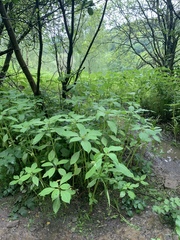 Impatiens glandulifera