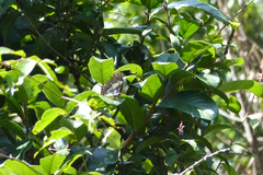 Polyura schreiber