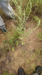 Chenopodium desiccatum