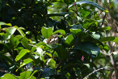 Polyura schreiber