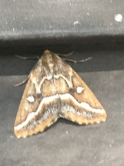 Caripeta angustiorata