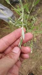 Chenopodium desiccatum