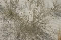 Psorothamnus scoparius