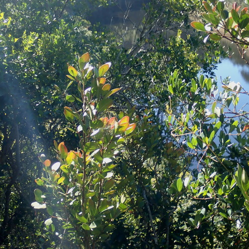 Image of Acokanthera oppositifolia by no rights reserved