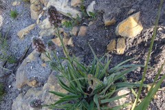 Echiostachys ecklonianus