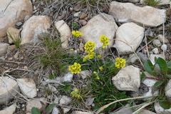 Draba alpina