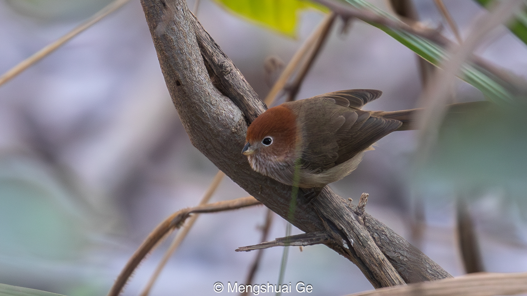Eye-ringed Parrotbill illustration