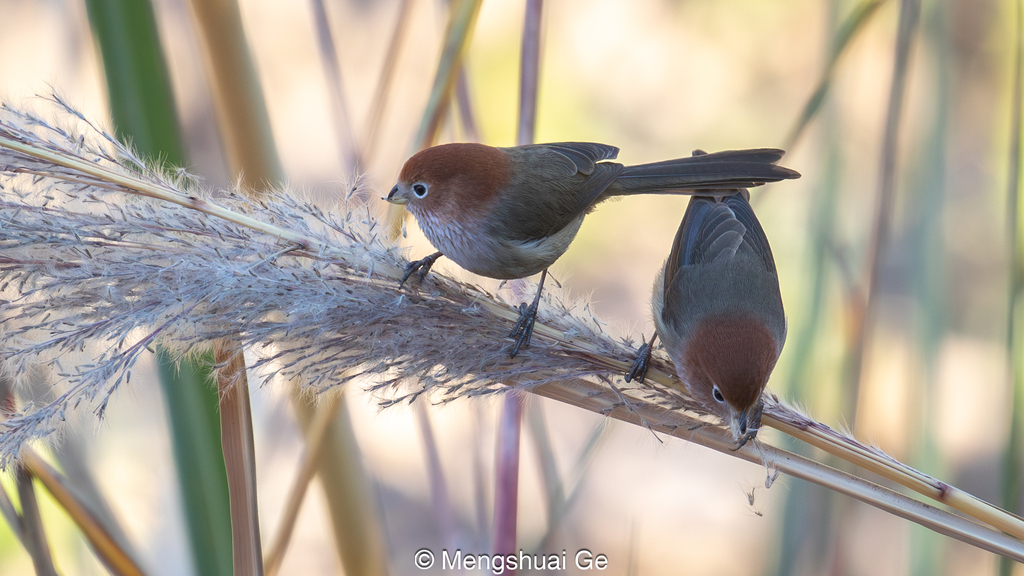 Brown-winged Parrotbill photo