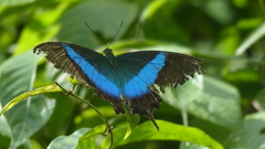 Papilio buddha