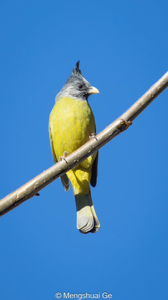 Finchbills