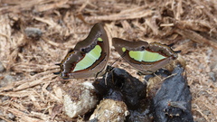 Polyura bharata
