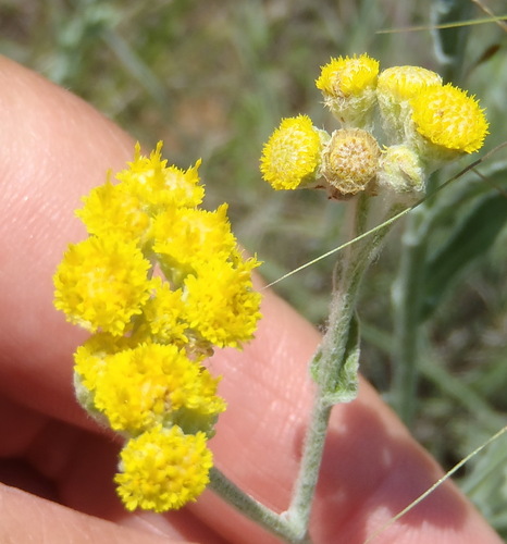 Image of Nidorella hottentotica by (c) Nicola van Berkel, some rights reserved (CC BY-SA)