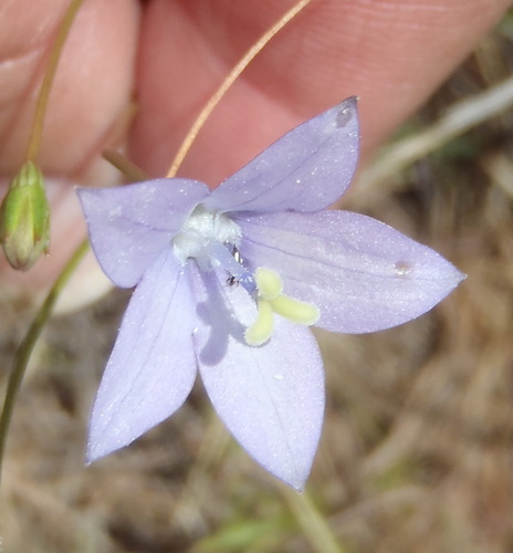 Image of Wahlenbergia undulata by (c) Nicola van Berkel, some rights reserved (CC BY-SA)