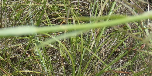Image of Wahlenbergia undulata by (c) Nicola van Berkel, some rights reserved (CC BY-SA)