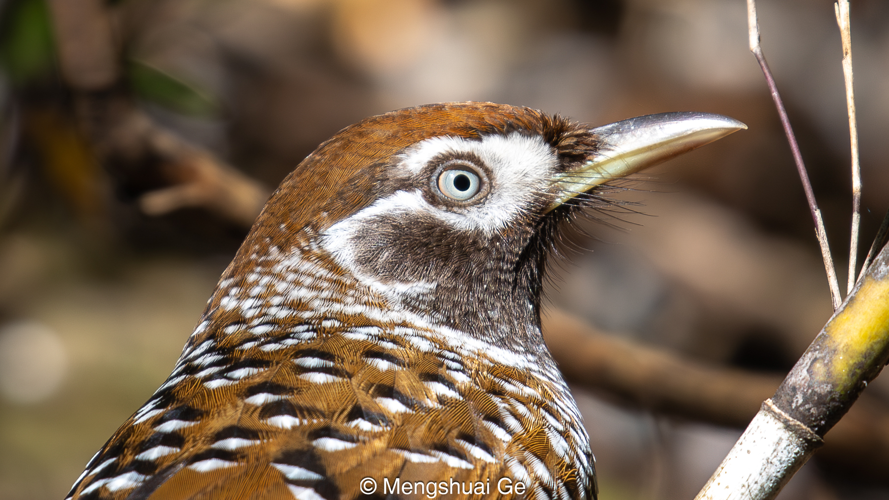Biet's Laughingthrush illustration
