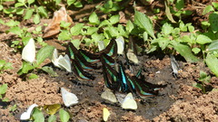 Graphium