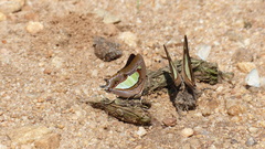 Polyura bharata