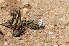 Polyura bharata