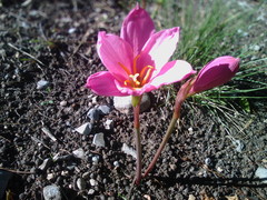 Zephyranthes brevipes