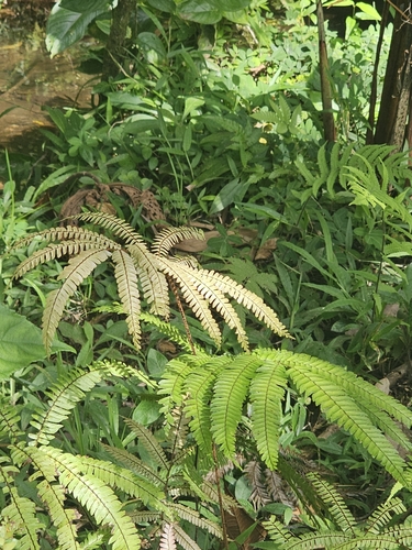 Image of Adiantum pulverulentum by (c) Maria Janeiro, some rights reserved (CC BY)