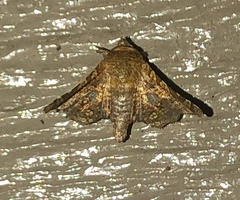 Dysodia oculatana
