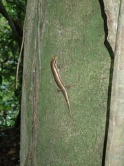 Copeoglossum aurae