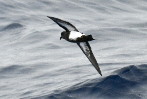 Paíño ventrinegro (Fregetta tropica)