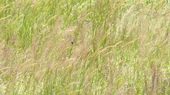 Pachliopta pandiyana