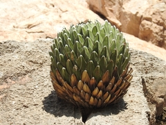 Agave victoriae-reginae