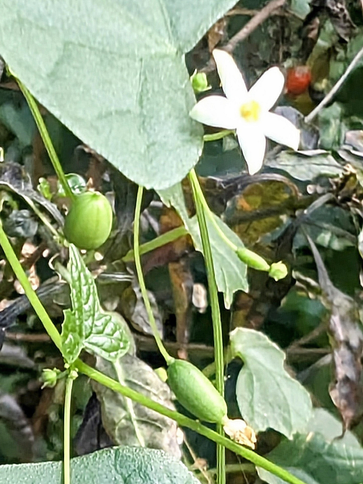 Zehneria japonica — ảnh 2
