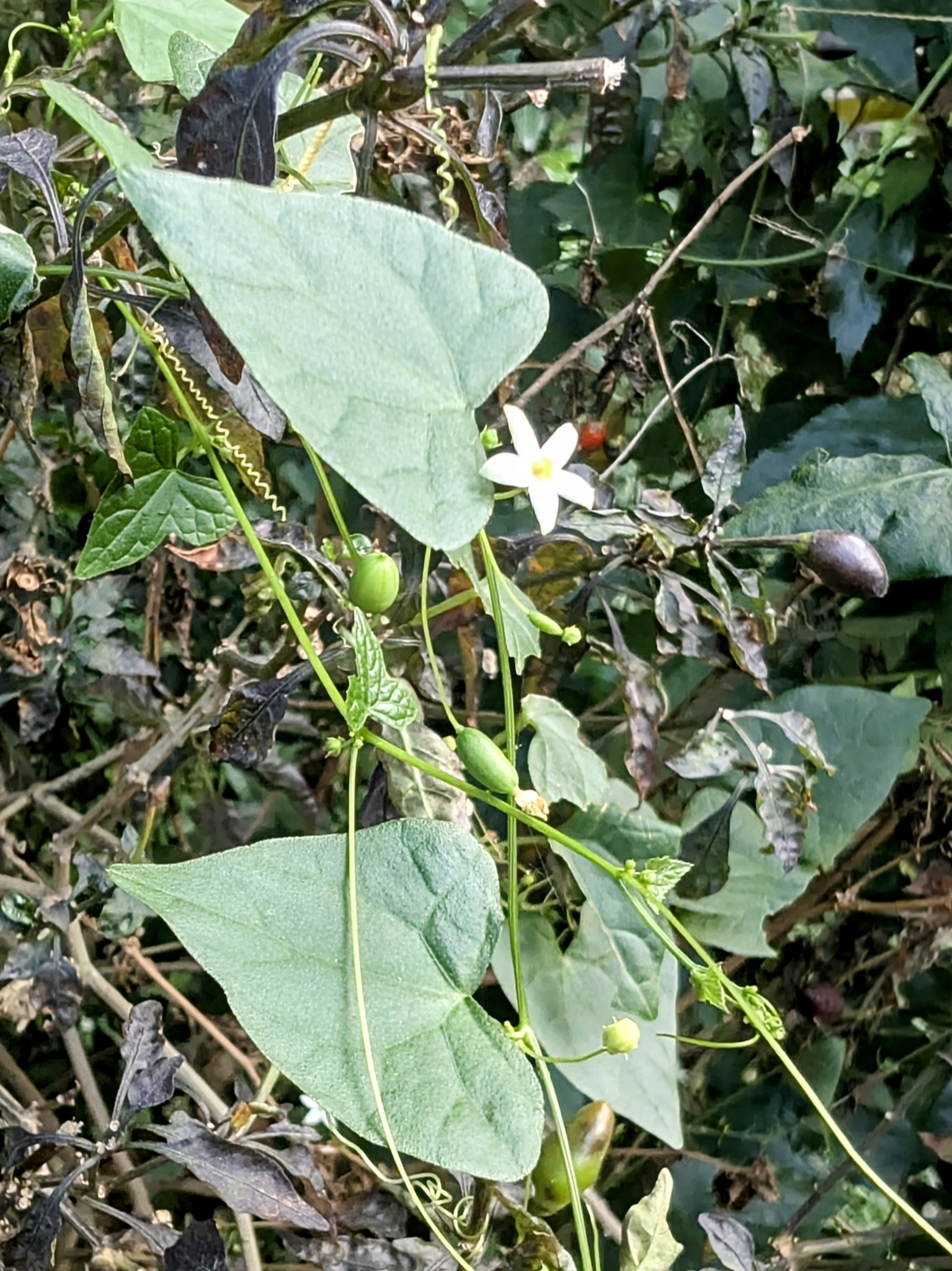 Zehneria japonica — ảnh 3