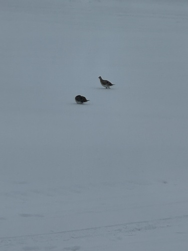 Sharp-tailed Grouse