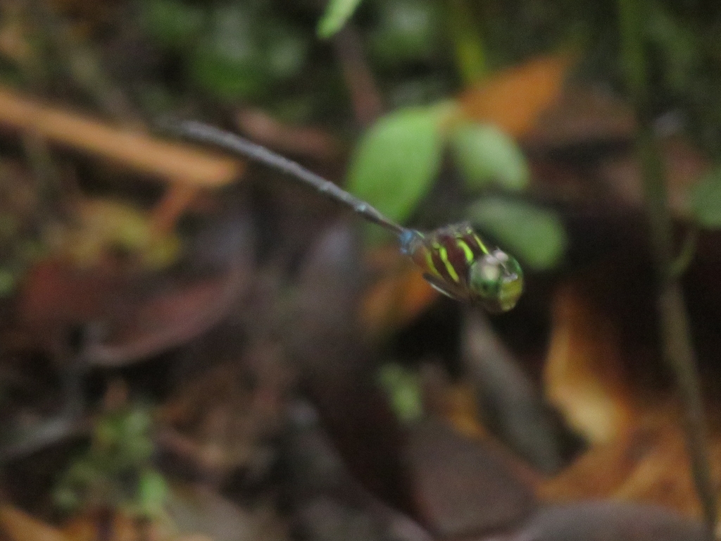 Chartreuse Darner