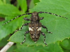 Aegomorphus quadrigibbus