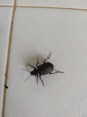 Carabina