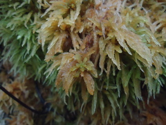 Sphagnum magellanicum