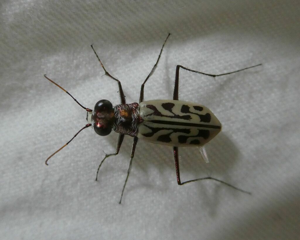 Habrodera nitidula