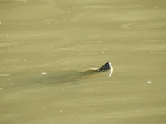Trachemys hartwegi