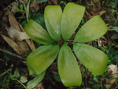 Zamia oligodonta