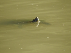 Trachemys hartwegi