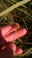 Cyperus lupulinus macilentus