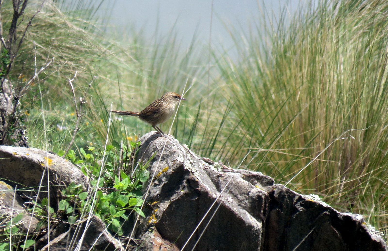 Scribble-tailed Canastero (Asthenes maculicauda), photo 10