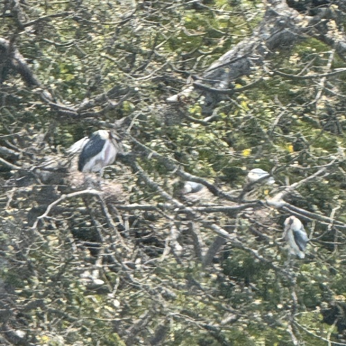 Marabou Stork