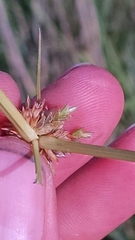 Cyperus lupulinus macilentus