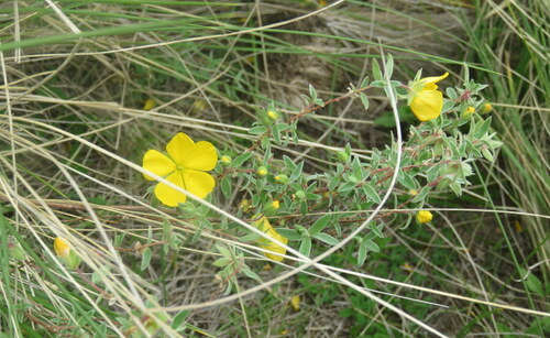 Balbisia calycina (Balbisia calycina)