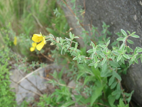 Balbisia calycina (Balbisia calycina)