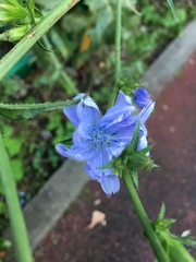 Cichorium intybus