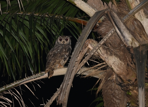 Grayish Eagle-Owl